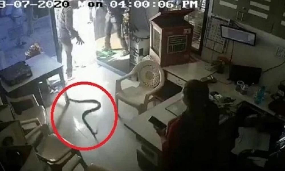 Πήρε εκδίκηση πετώντας μια κόμπρα στο βενζινάδικο!